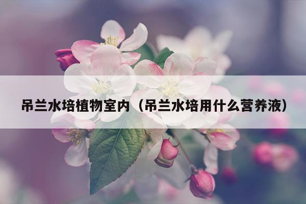 吊兰水培植物室内（吊兰水培用什么营养液）