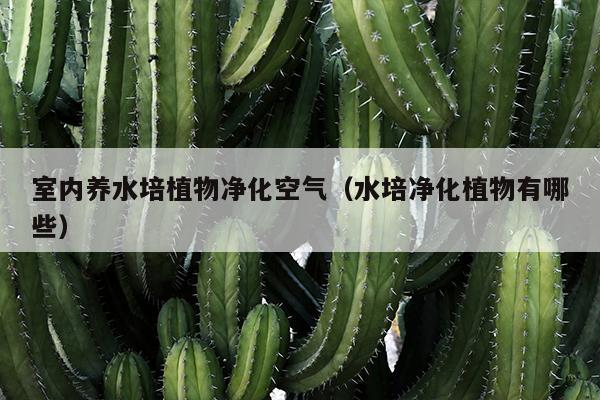 室内养水培植物净化空气（水培净化植物有哪些）