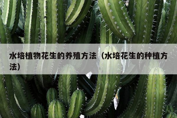 水培植物花生的养殖方法（水培花生的种植方法）