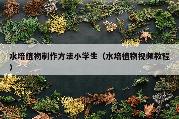 水培植物制作方法小学生（水培植物视频教程）