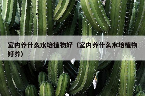 室内养什么水培植物好（室内养什么水培植物好养）