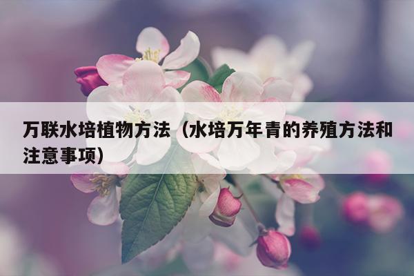 万联水培植物方法（水培万年青的养殖方法和注意事项）