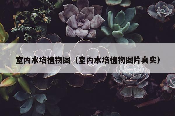 室内水培植物图（室内水培植物图片真实）