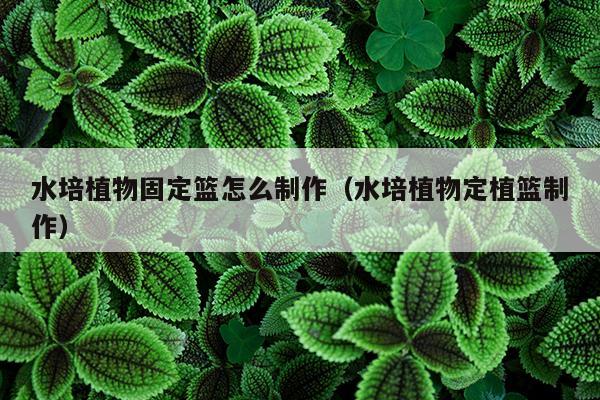 水培植物固定篮怎么制作（水培植物定植篮制作）