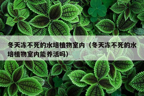 冬天冻不死的水培植物室内（冬天冻不死的水培植物室内能养活吗）