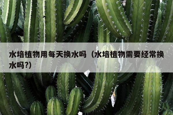 水培植物用每天换水吗（水培植物需要经常换水吗?）