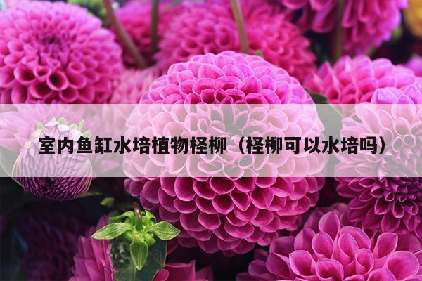 室内鱼缸水培植物柽柳（柽柳可以水培吗）