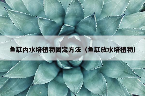 鱼缸内水培植物固定方法（鱼缸放水培植物）