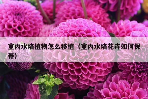 室内水培植物怎么移植（室内水培花卉如何保养）