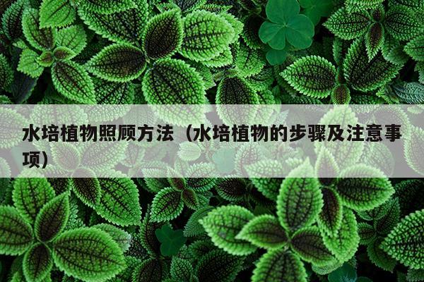 水培植物照顾方法（水培植物的步骤及注意事项）