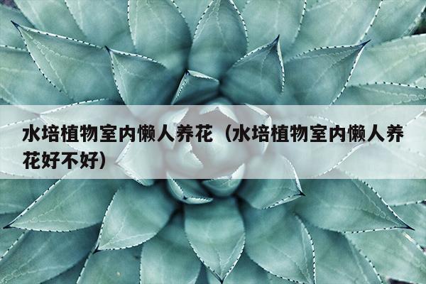 水培植物室内懒人养花（水培植物室内懒人养花好不好）