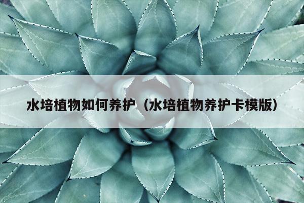 水培植物如何养护（水培植物养护卡模版）