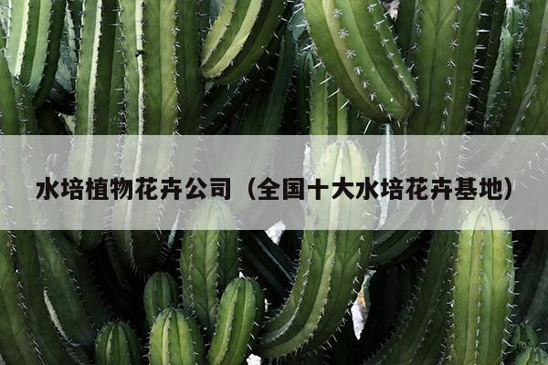 水培植物花卉公司（全国十大水培花卉基地）