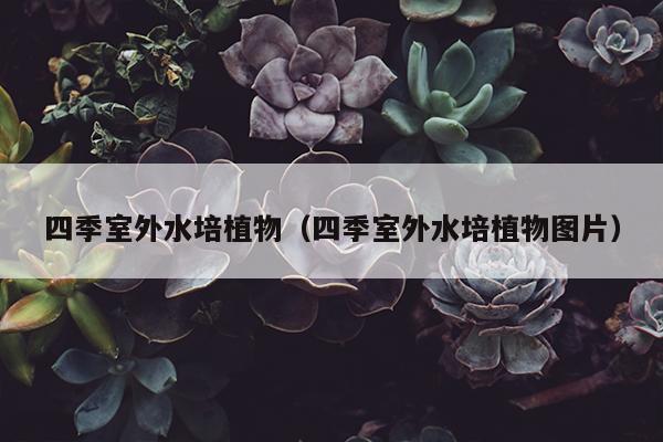 四季室外水培植物（四季室外水培植物图片）