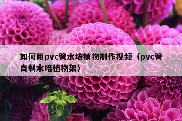 如何用pvc管水培植物制作视频（pvc管自制水培植物架）