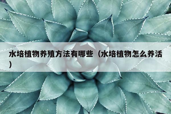 水培植物养殖方法有哪些（水培植物怎么养活）