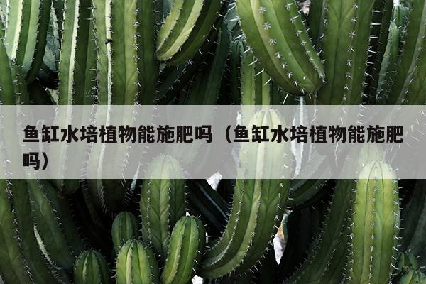 鱼缸水培植物能施肥吗（鱼缸水培植物能施肥吗）