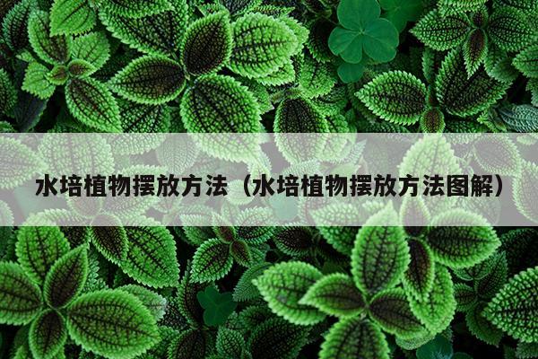 水培植物摆放方法（水培植物摆放方法图解）