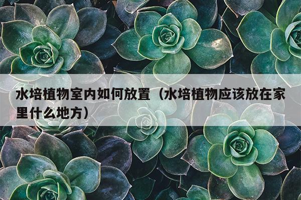 水培植物室内如何放置（水培植物应该放在家里什么地方）