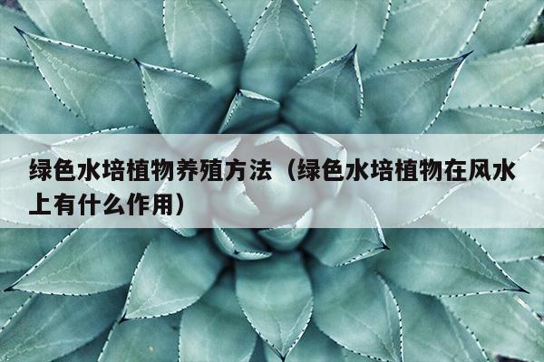 绿色水培植物养殖方法（绿色水培植物在风水上有什么作用）