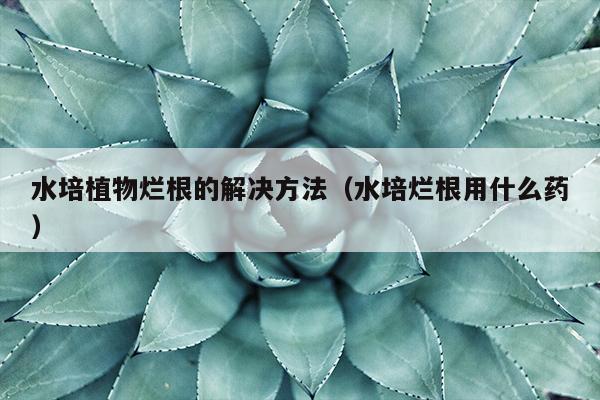 水培植物烂根的解决方法（水培烂根用什么药）