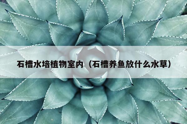 石槽水培植物室内（石槽养鱼放什么水草）