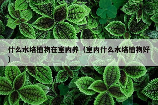 什么水培植物在室内养（室内什么水培植物好）