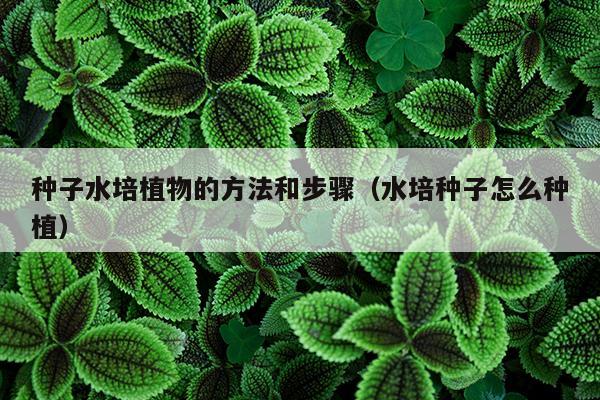 种子水培植物的方法和步骤（水培种子怎么种植）