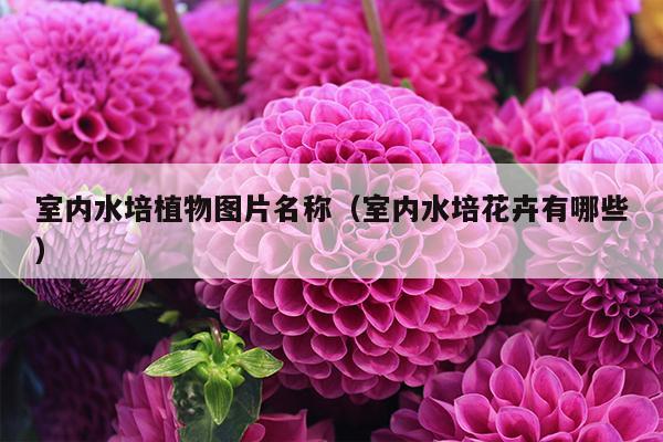 室内水培植物图片名称（室内水培花卉有哪些）