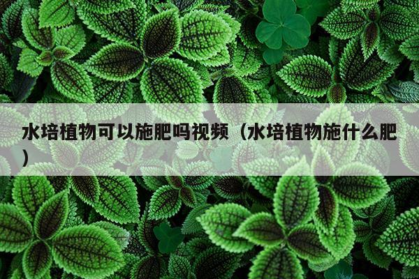 水培植物可以施肥吗视频（水培植物施什么肥）