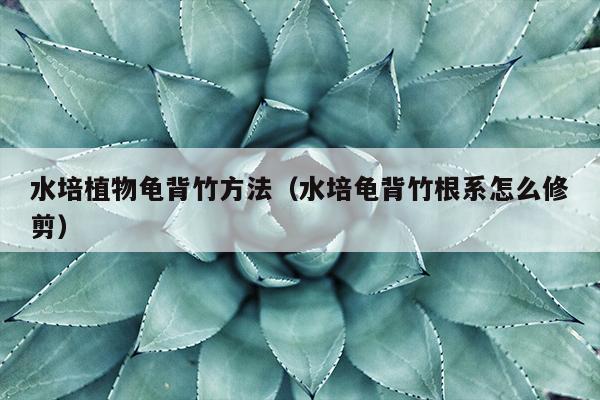 水培植物龟背竹方法（水培龟背竹根系怎么修剪）