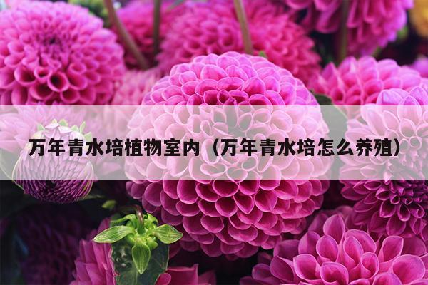 万年青水培植物室内（万年青水培怎么养殖）