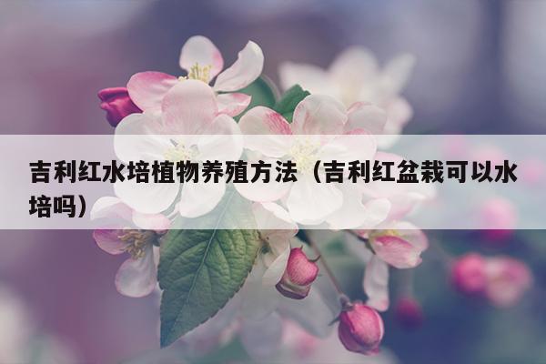 吉利红水培植物养殖方法（吉利红盆栽可以水培吗）