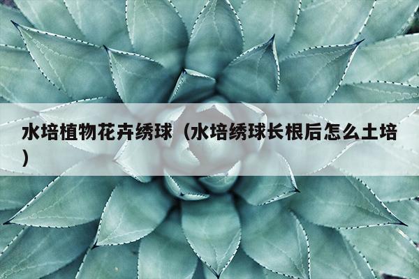 水培植物花卉绣球（水培绣球长根后怎么土培）