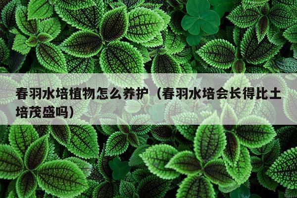 春羽水培植物怎么养护（春羽水培会长得比土培茂盛吗）