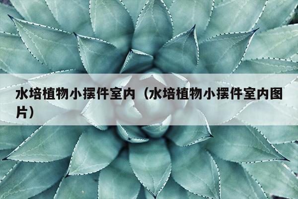 水培植物小摆件室内（水培植物小摆件室内图片）