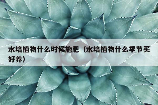 水培植物什么时候施肥（水培植物什么季节买好养）