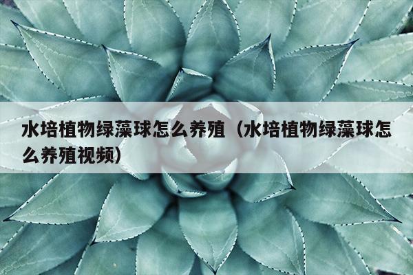 水培植物绿藻球怎么养殖（水培植物绿藻球怎么养殖视频）