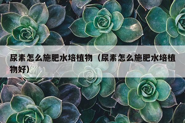 尿素怎么施肥水培植物（尿素怎么施肥水培植物好）