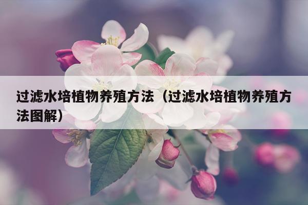 过滤水培植物养殖方法（过滤水培植物养殖方法图解）