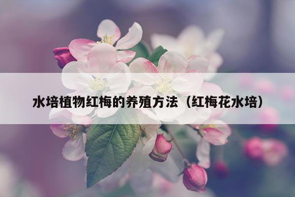 水培植物红梅的养殖方法（红梅花水培）