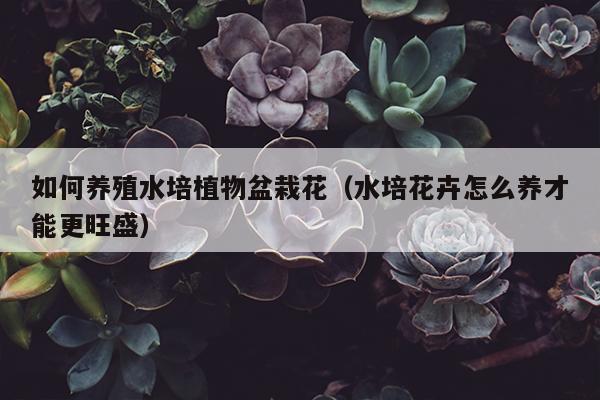 如何养殖水培植物盆栽花（水培花卉怎么养才能更旺盛）