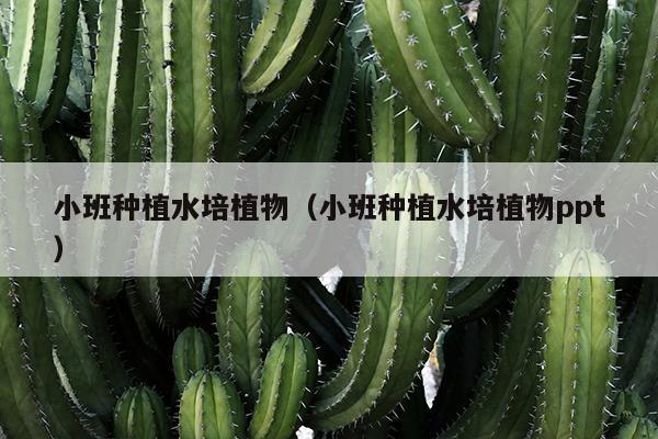 小班种植水培植物（小班种植水培植物ppt）