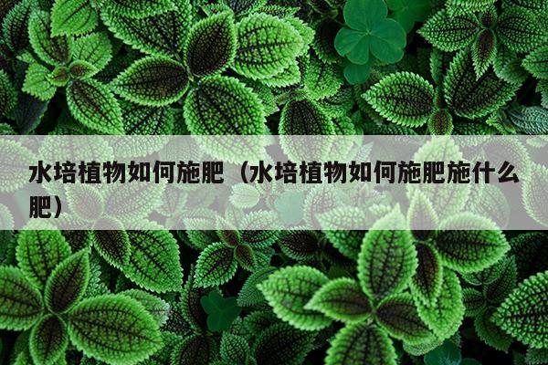 水培植物如何施肥（水培植物如何施肥施什么肥）