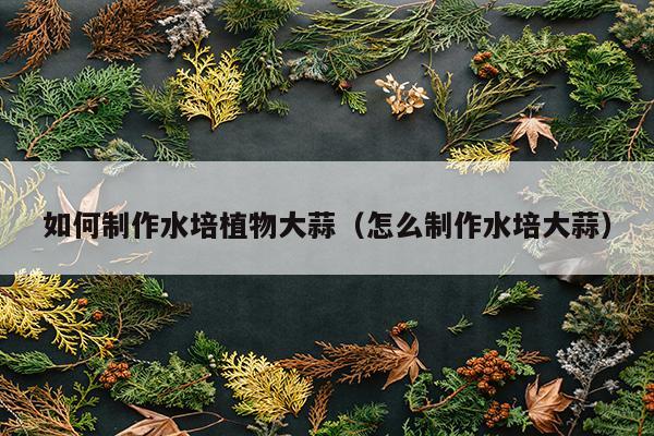 如何制作水培植物大蒜（怎么制作水培大蒜）