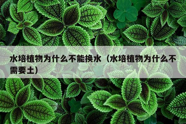 水培植物为什么不能换水（水培植物为什么不需要土）