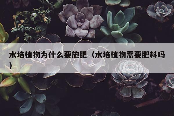 水培植物为什么要施肥（水培植物需要肥料吗）