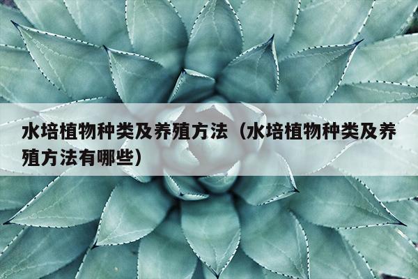 水培植物种类及养殖方法（水培植物种类及养殖方法有哪些）