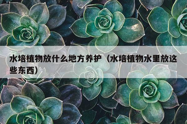 水培植物放什么地方养护（水培植物水里放这些东西）