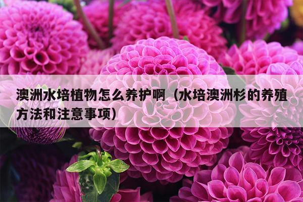 澳洲水培植物怎么养护啊（水培澳洲杉的养殖方法和注意事项）